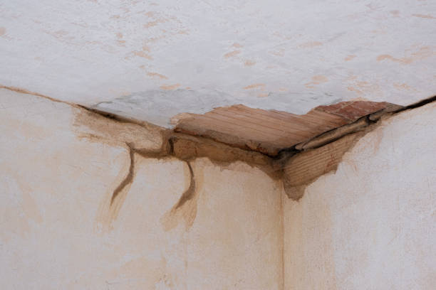Best Mold removal after water damage  in Thornton, IL