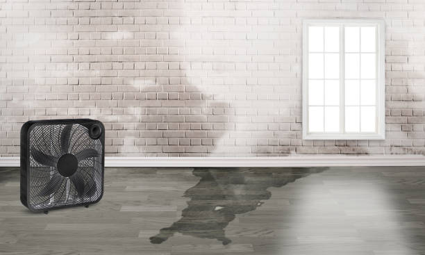 Best 24-hour water damage restoration  in Thornton, IL
